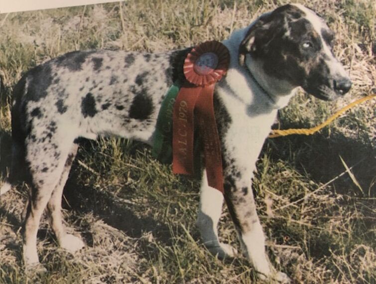 curious catahoula 2